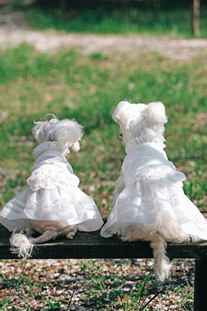 [셀프웨딩]진주 리본 강아지 웨딩 드레스